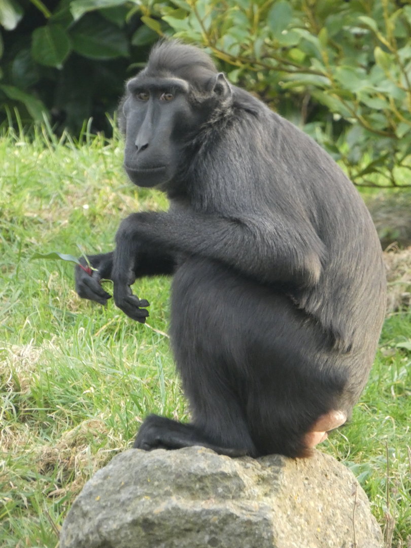 Sulawesi crested macaque