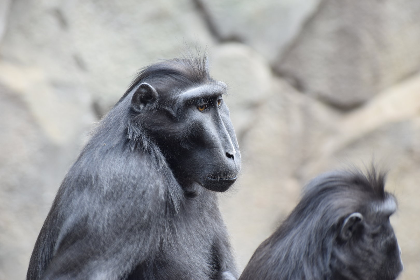 Sulawesi crested Macaque