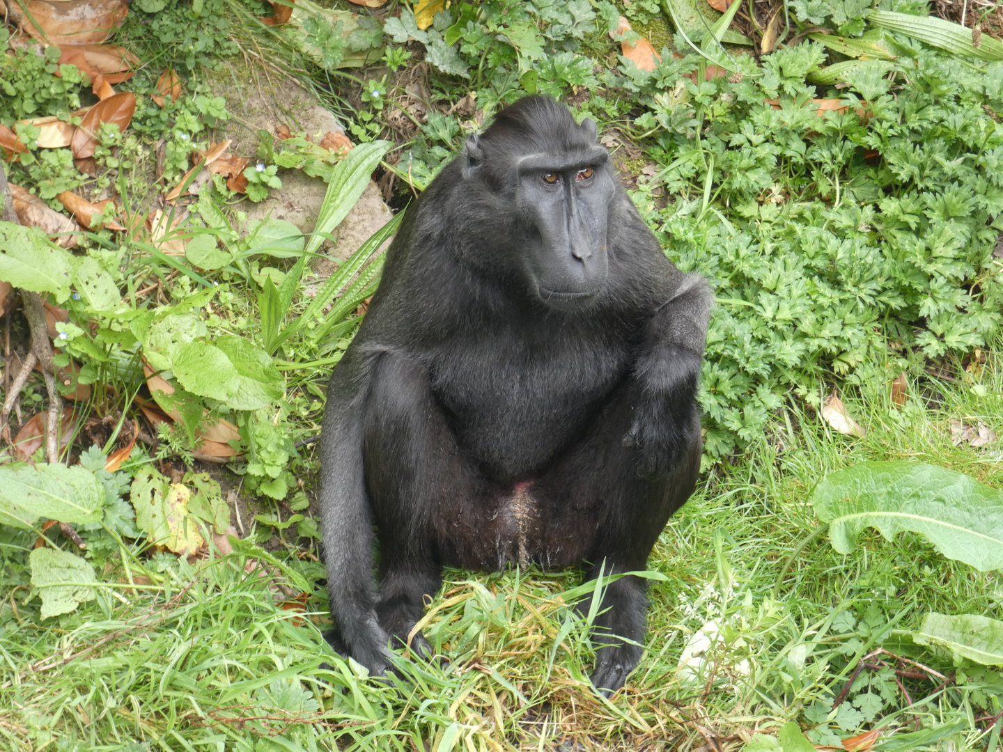 Sulawesi crested macaque