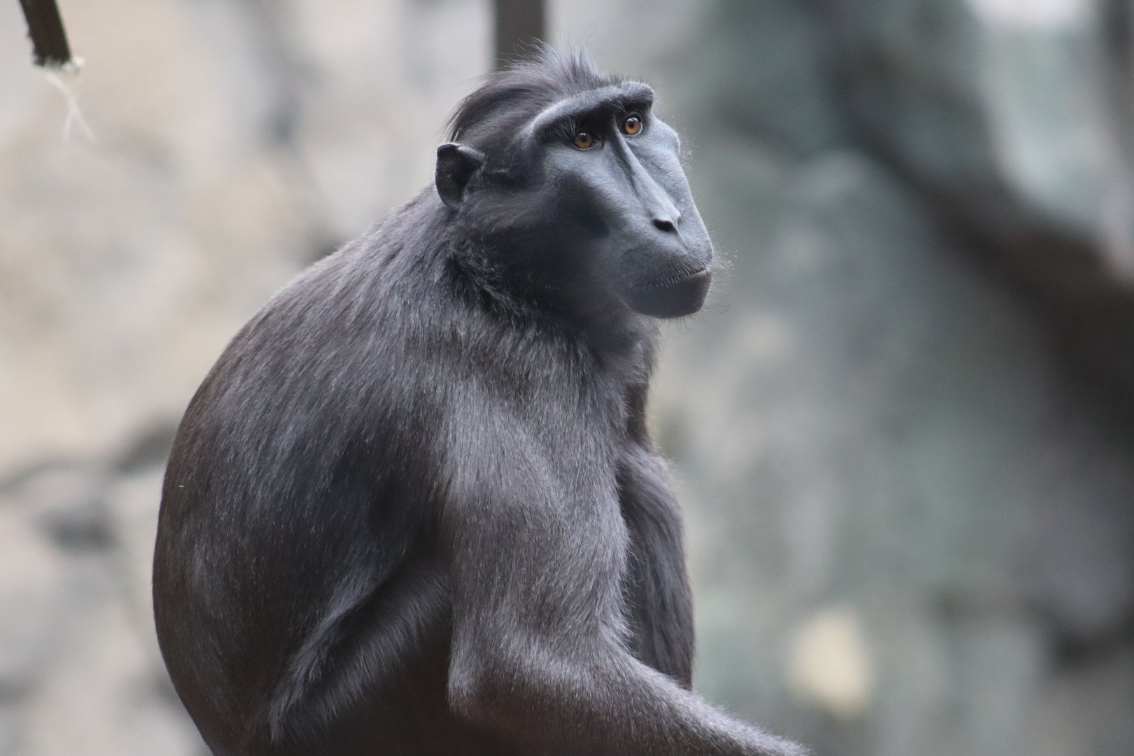 Sulawesi crested Macaque