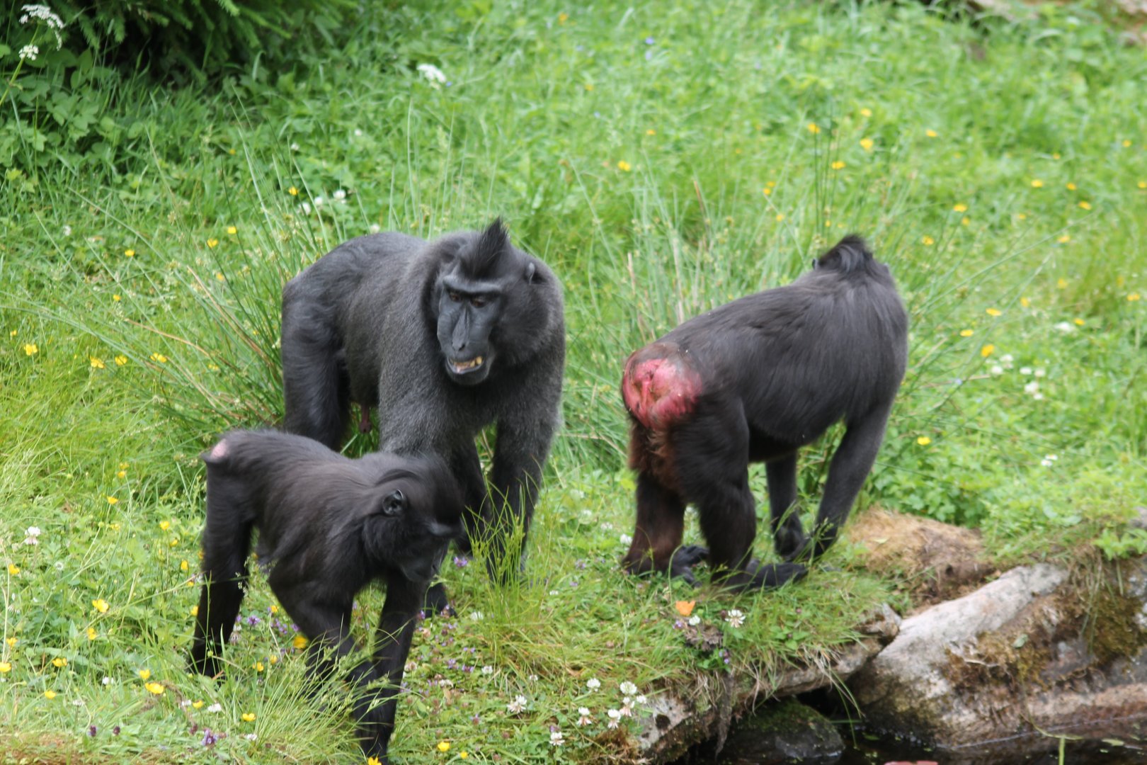 Sulawesi Crested Macaque
