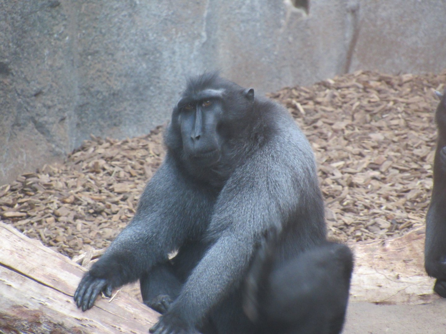 Sulawesi crested macaque