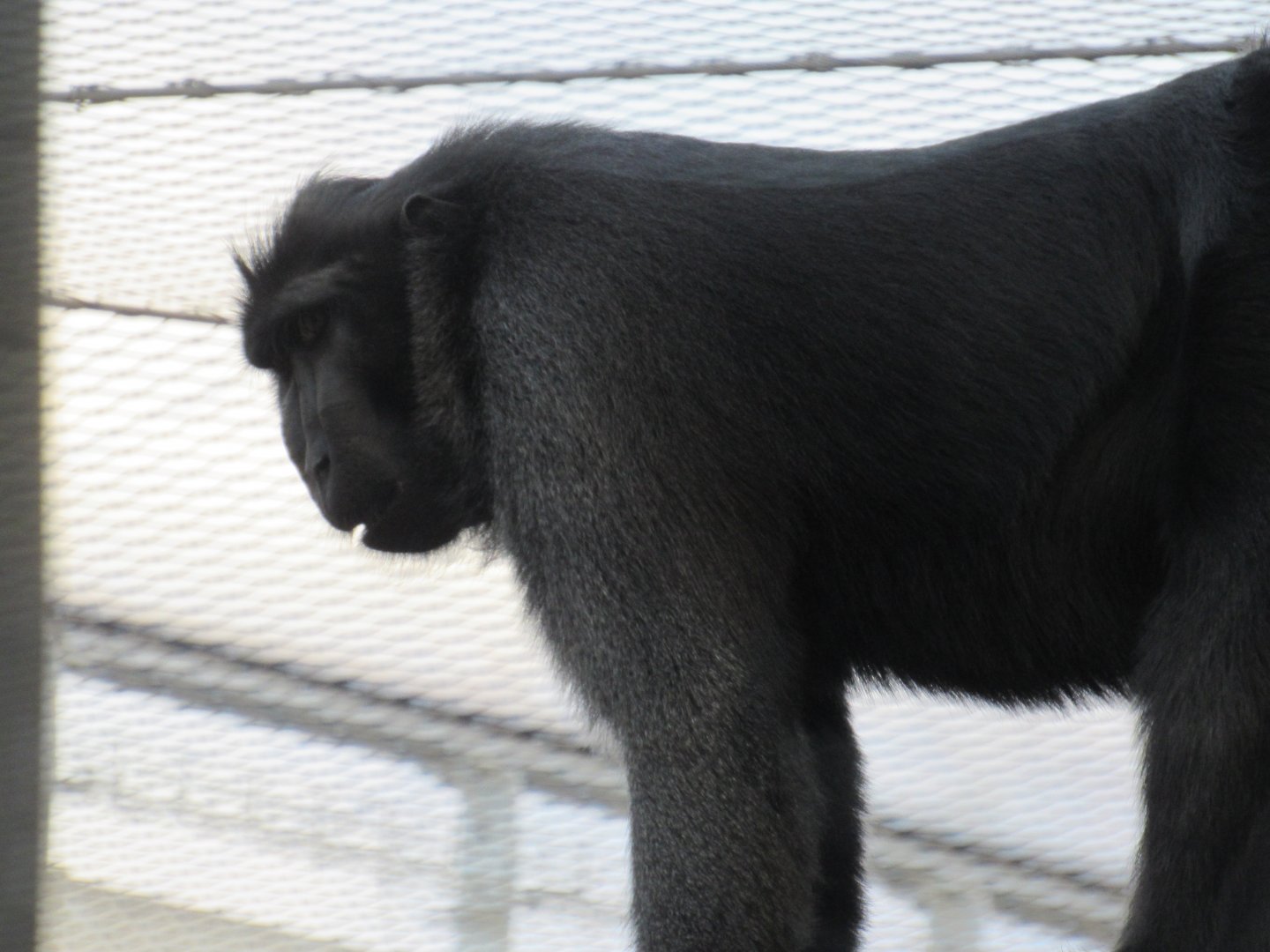 Sulawesi crested macaque