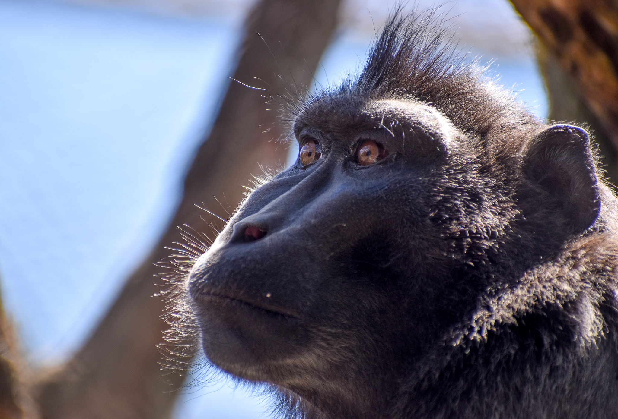 Sulawesi Crested Macaque