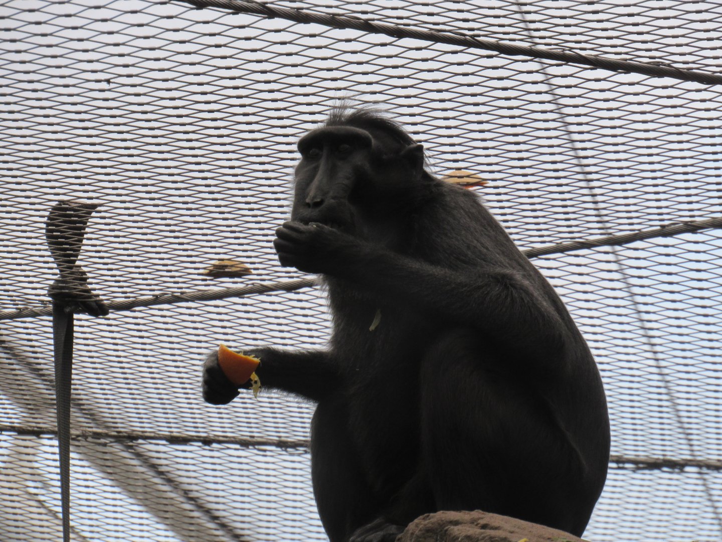 Sulawesi crested macaque