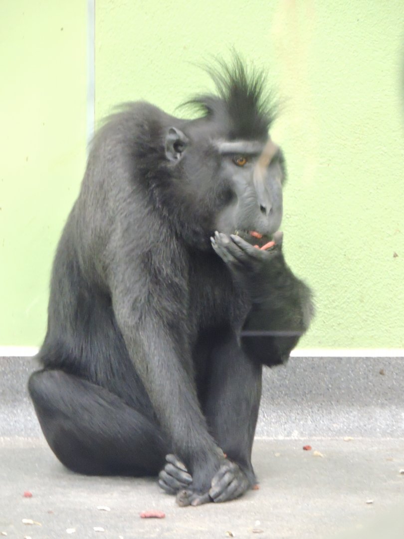 Sulawesi Crested Macaque
