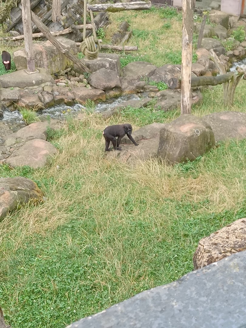 Sulawesi Crested Macaque