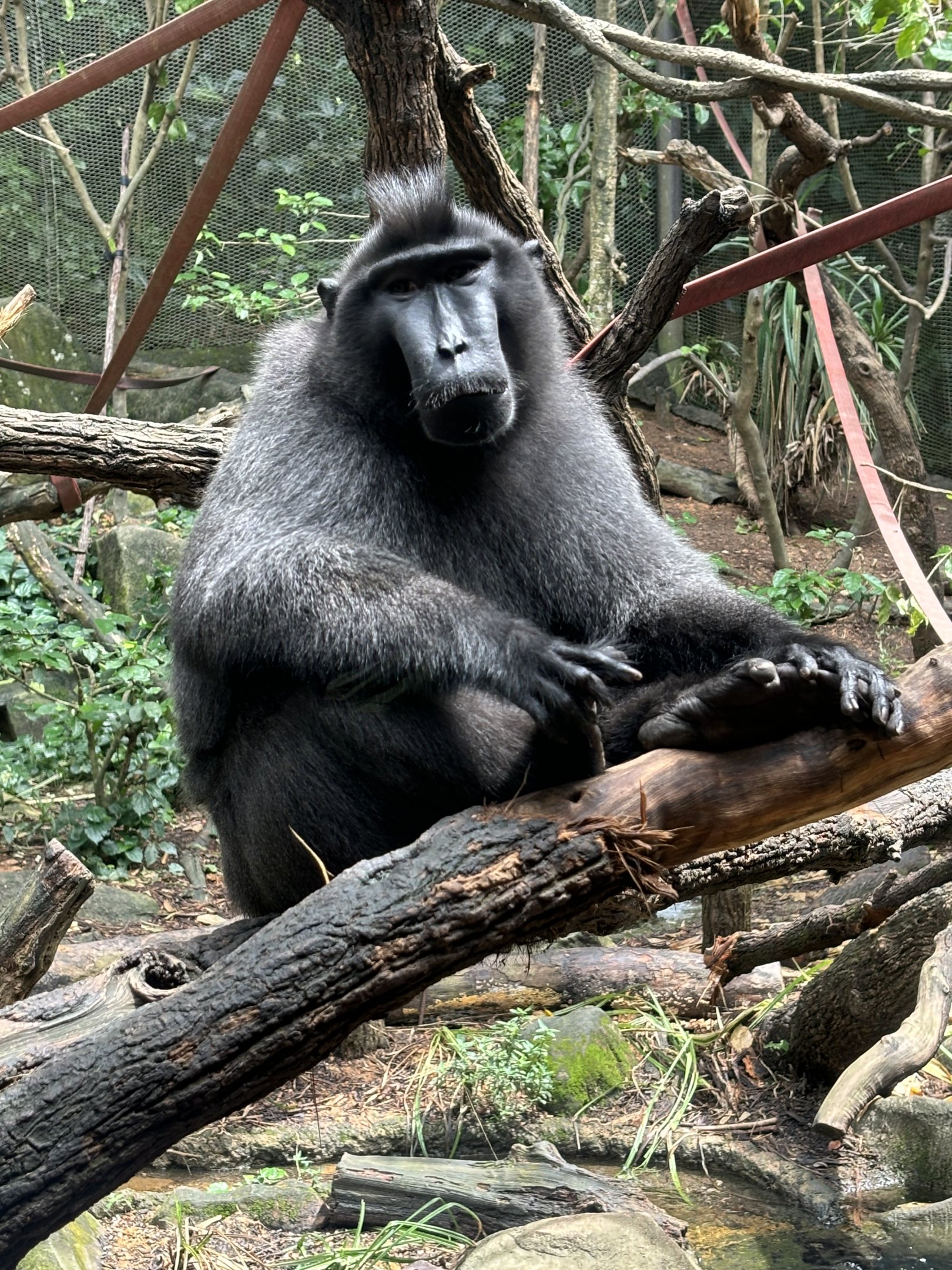 Sulawesi Crested Macaque