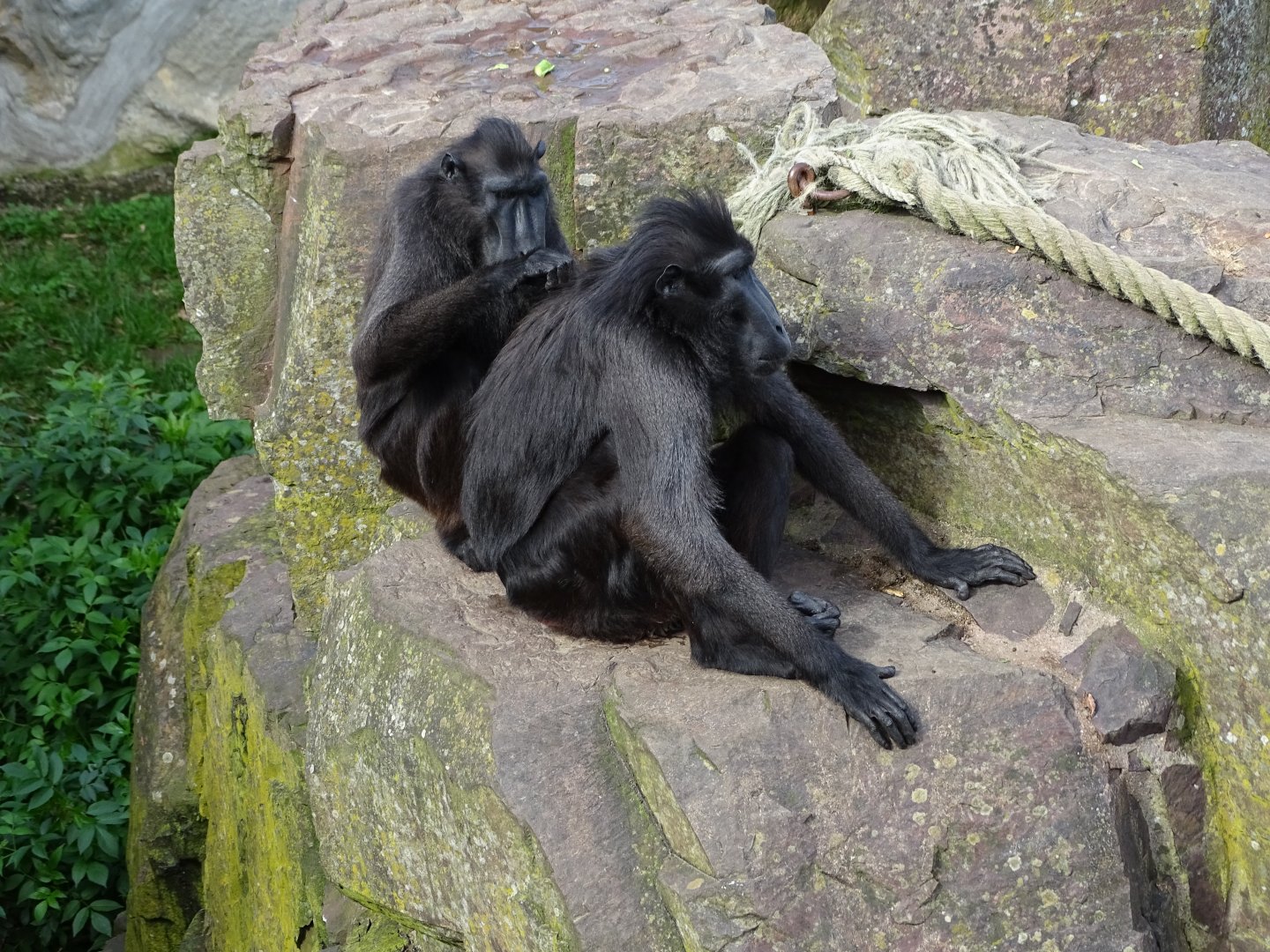 Sulawesi crested macaque