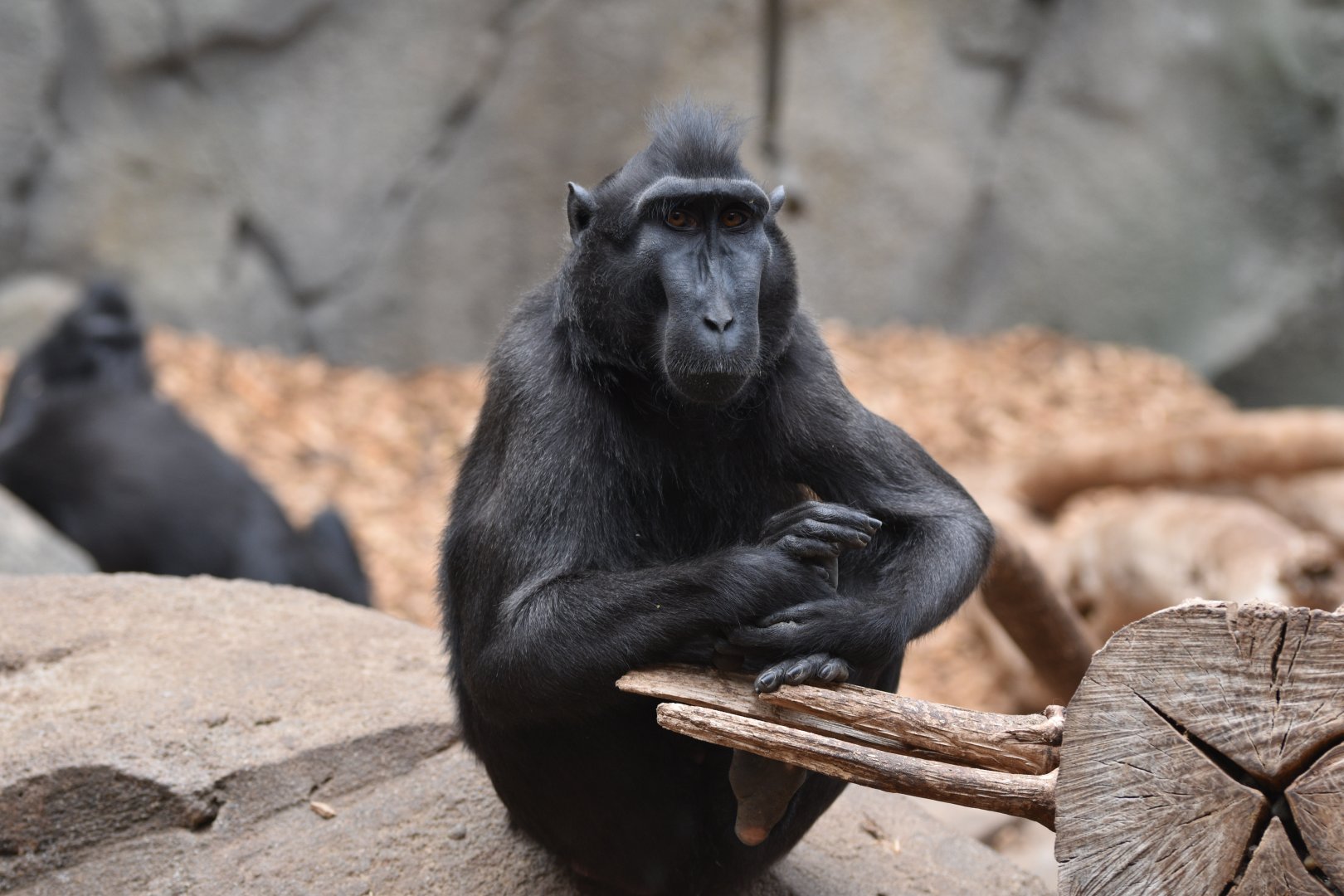 Sulawesi crested macaque