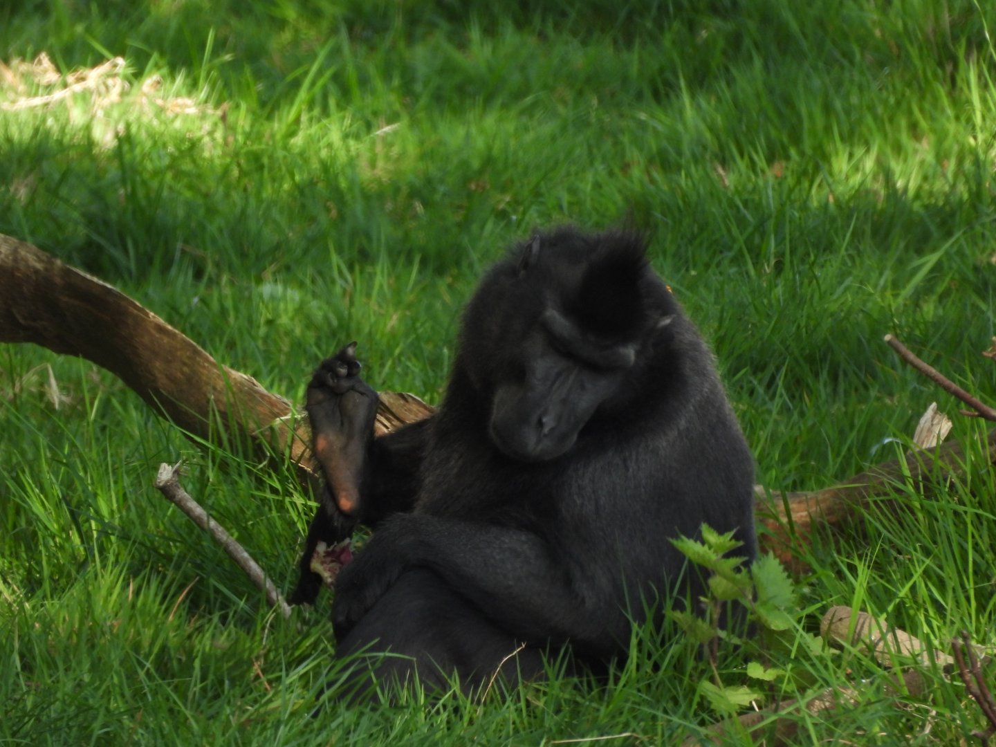Sulawesi Crested Macaque