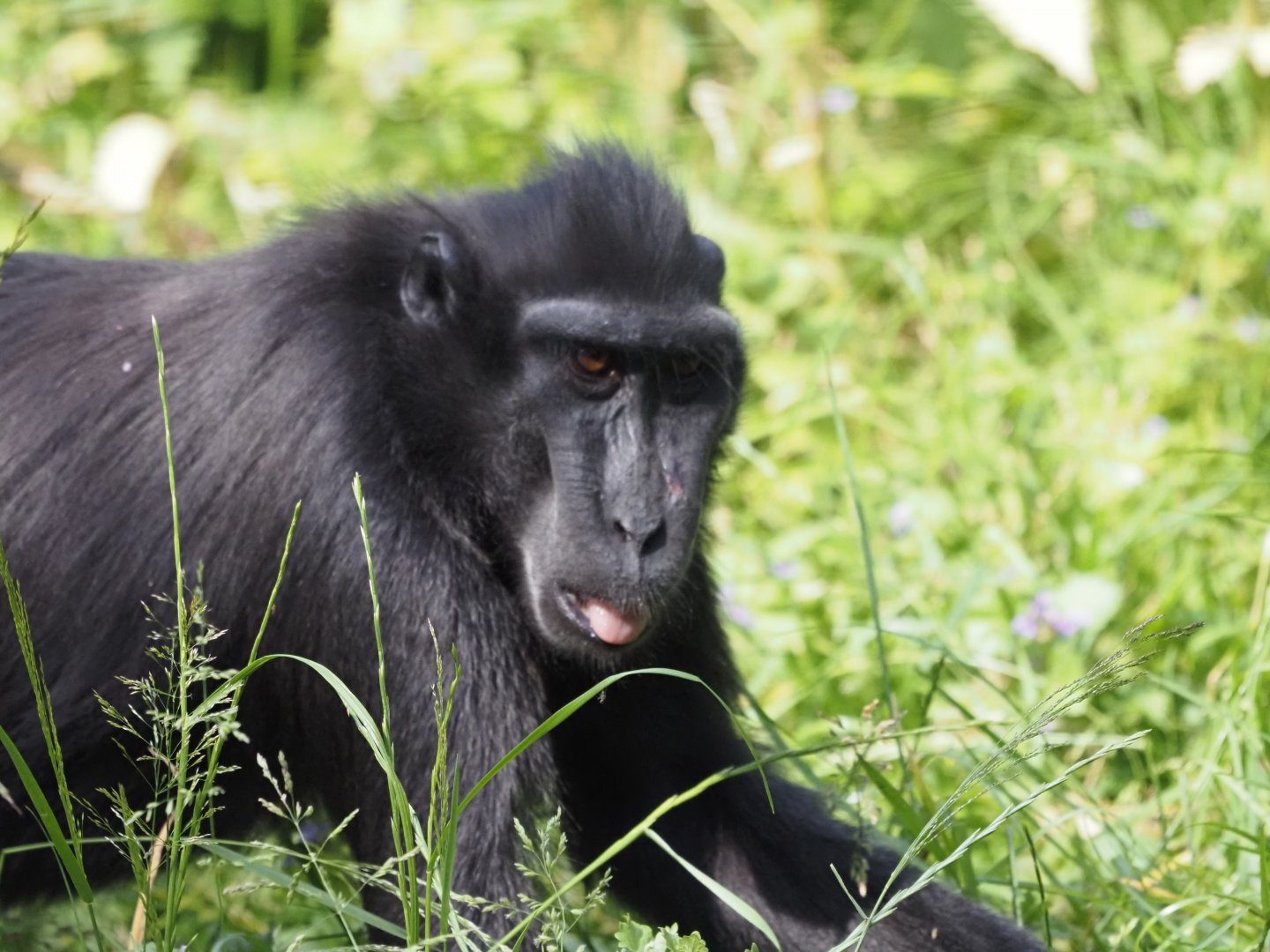 Sulawesi Crested Macaque