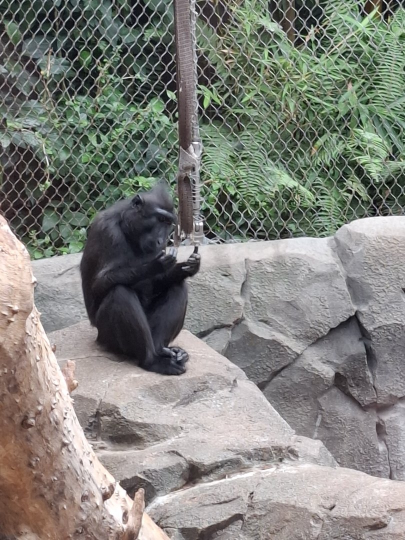 Sulawesi Crested Macaque