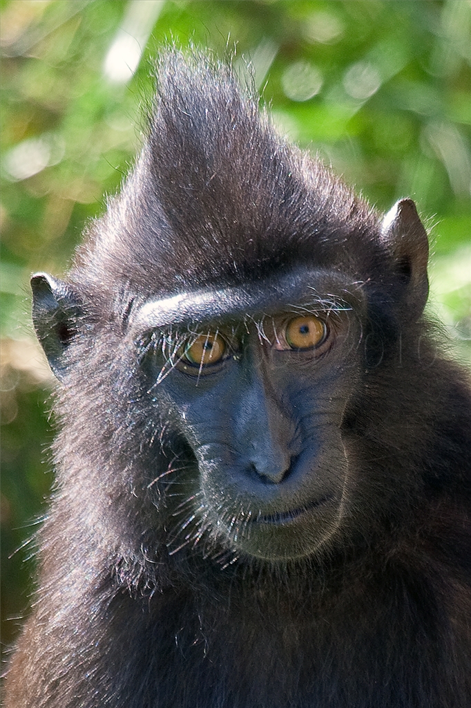 Sulawesi Crested Macaque