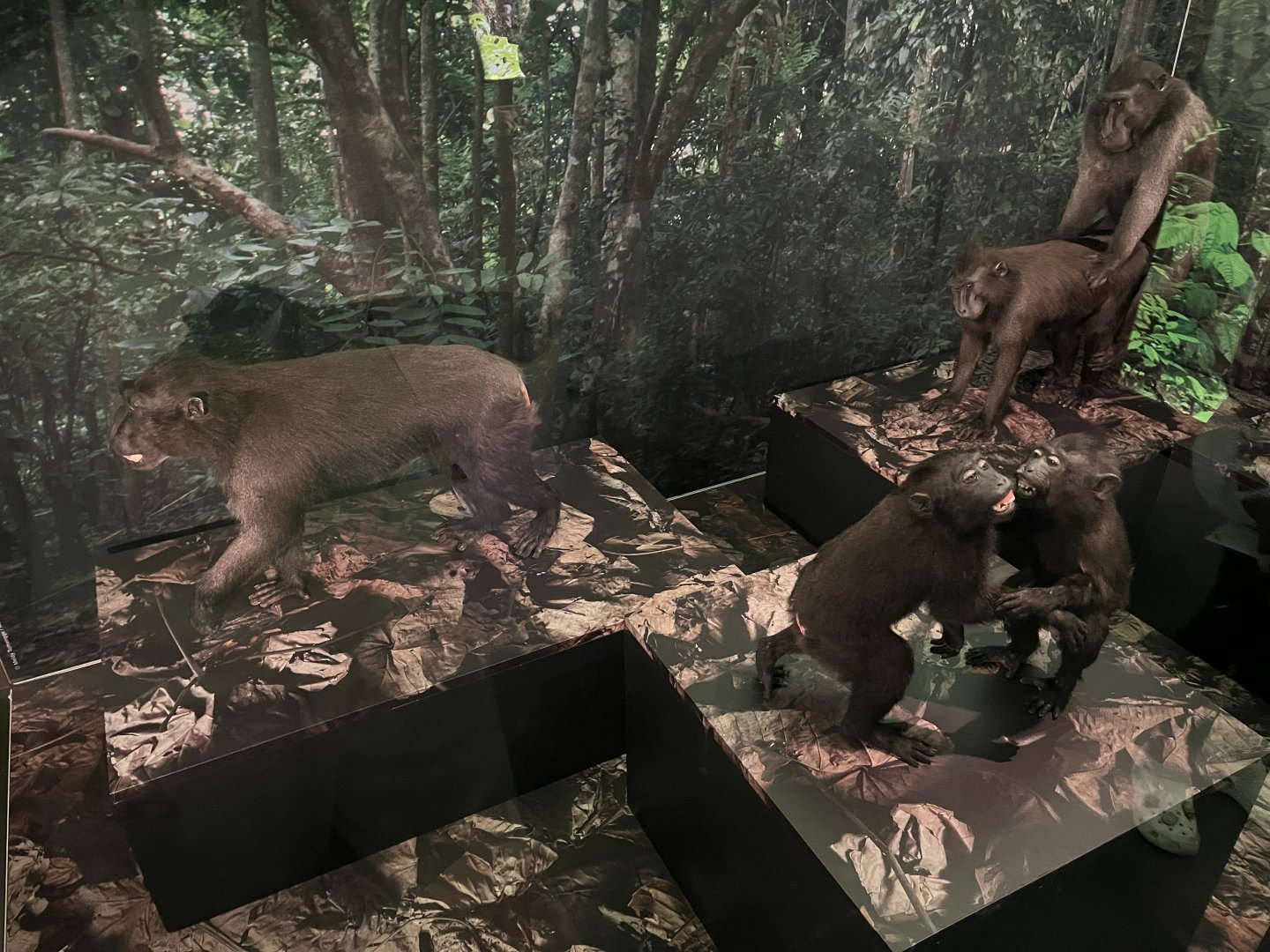 Sulawesi crested macaques 1.8.25