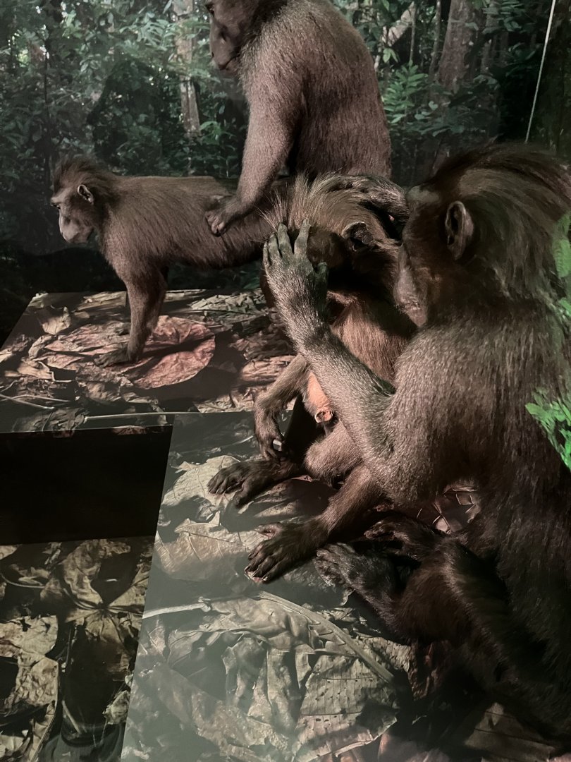 Sulawesi crested macaques 1.8.25