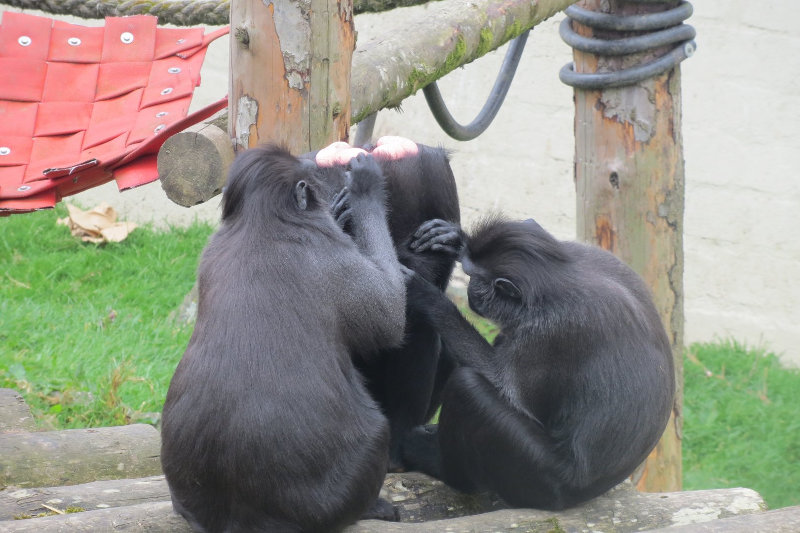 Sulawesi crested macaques 290419