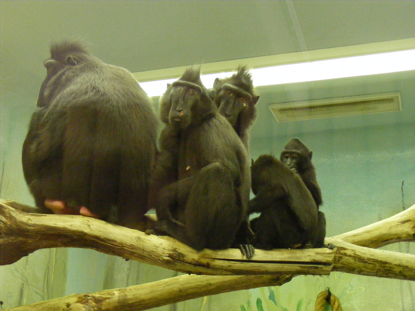 Sulawesi crested macaques at Drusillas Park, 20 March 2011
