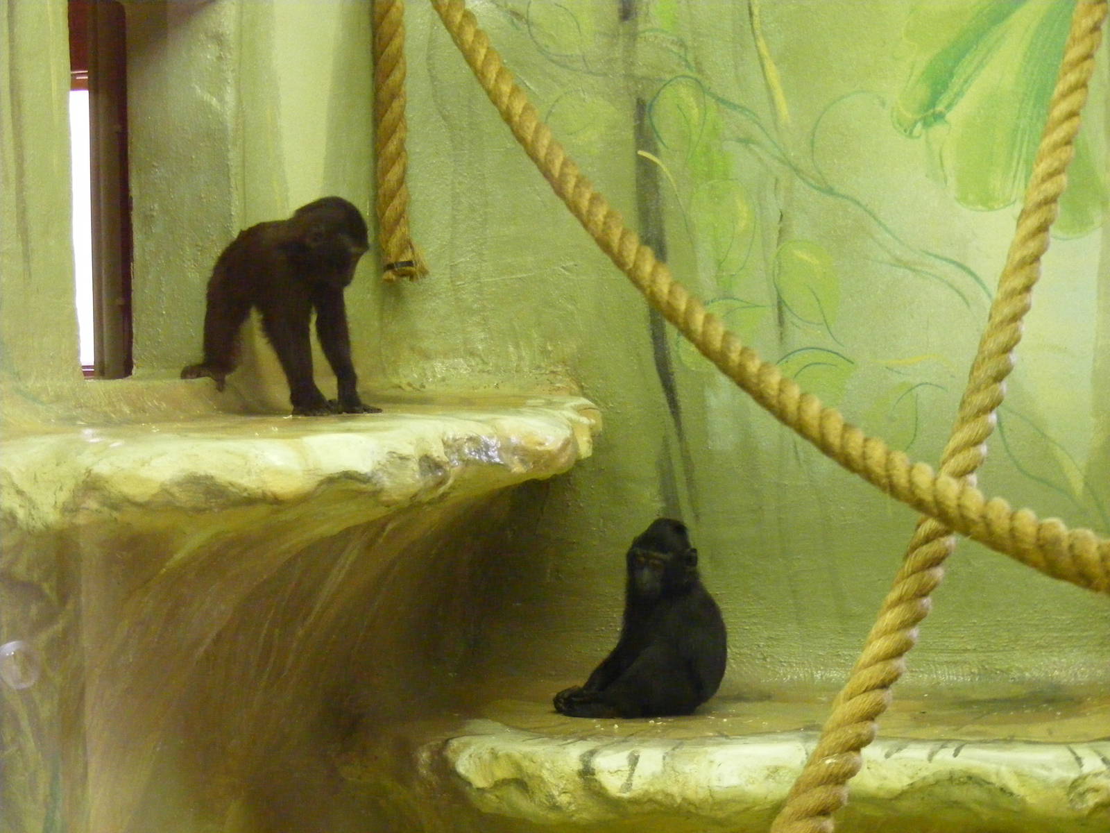 Sulawesi crested macaques at Drusillas Park, 20 March 2011