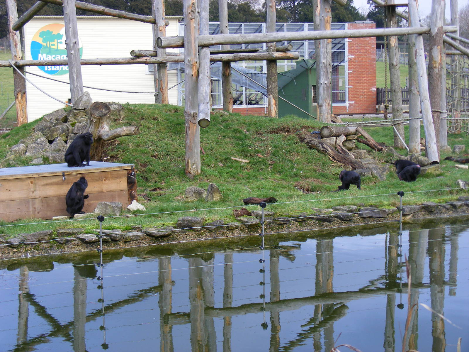 Sulawesi crested macaques at Marwell Wildlife, 23 January 2011