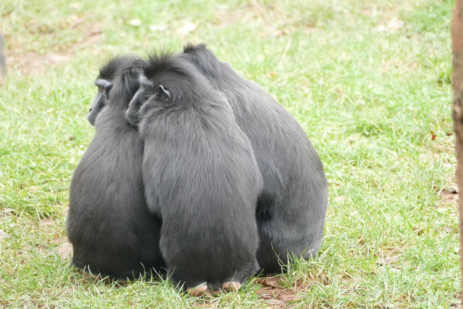 Sulawesi crested macaques, February 2019