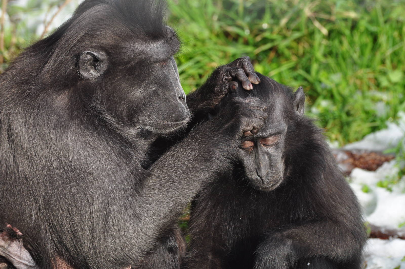 Sulawesi Crested Macaques - Grooming in the snow