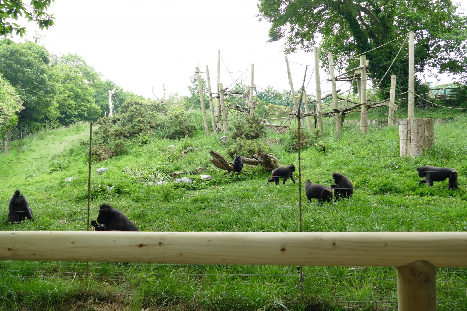 Sulawesi crested macaques, June 2018