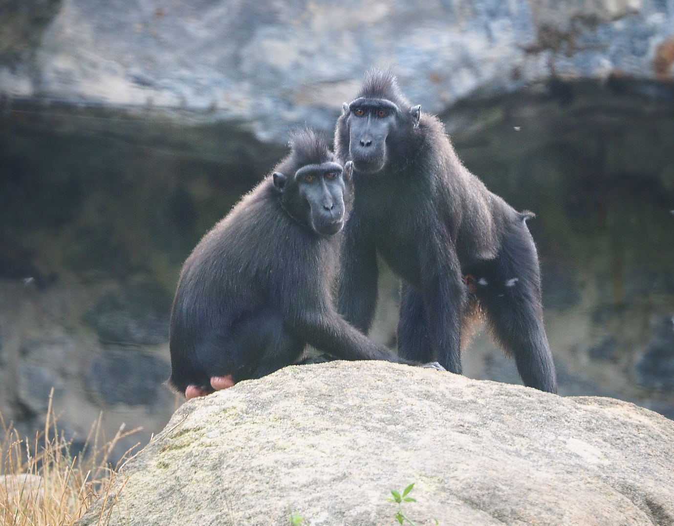 Sulawesi crested macaques (Macaca nigra), 2020-09-02