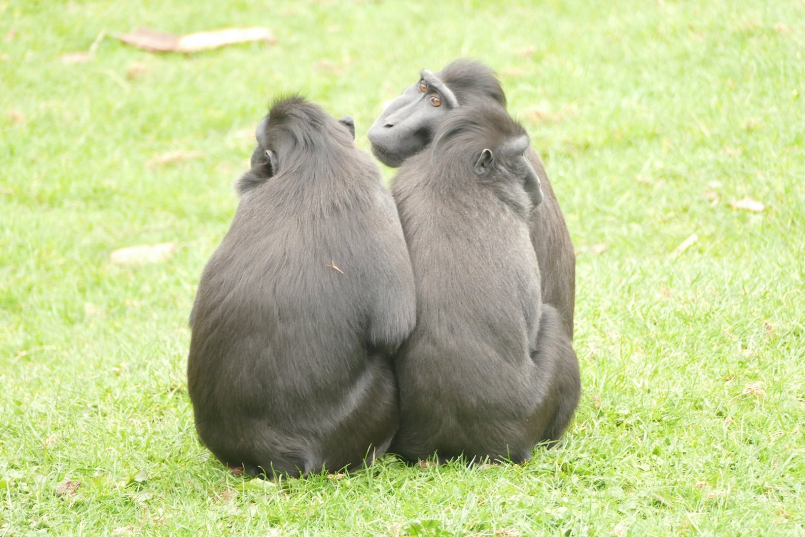 Sulawesi Crested Macaques, March 2022