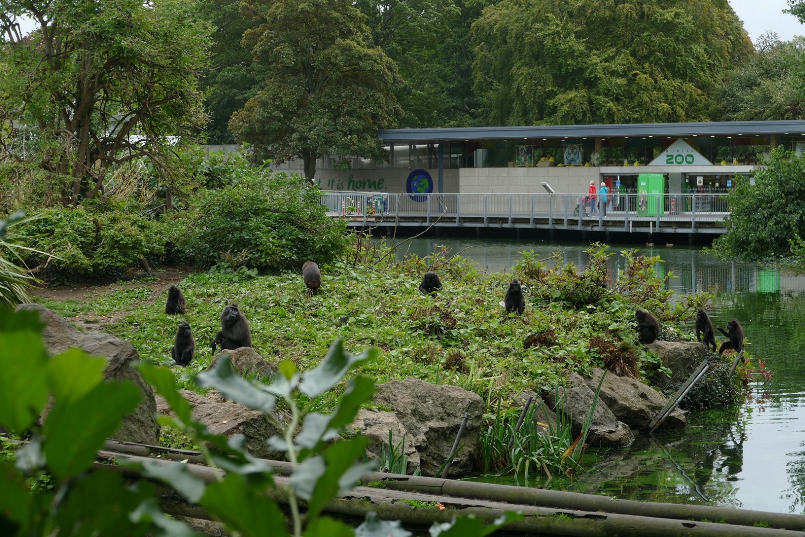 Sulawesi crested macaques, September 2018