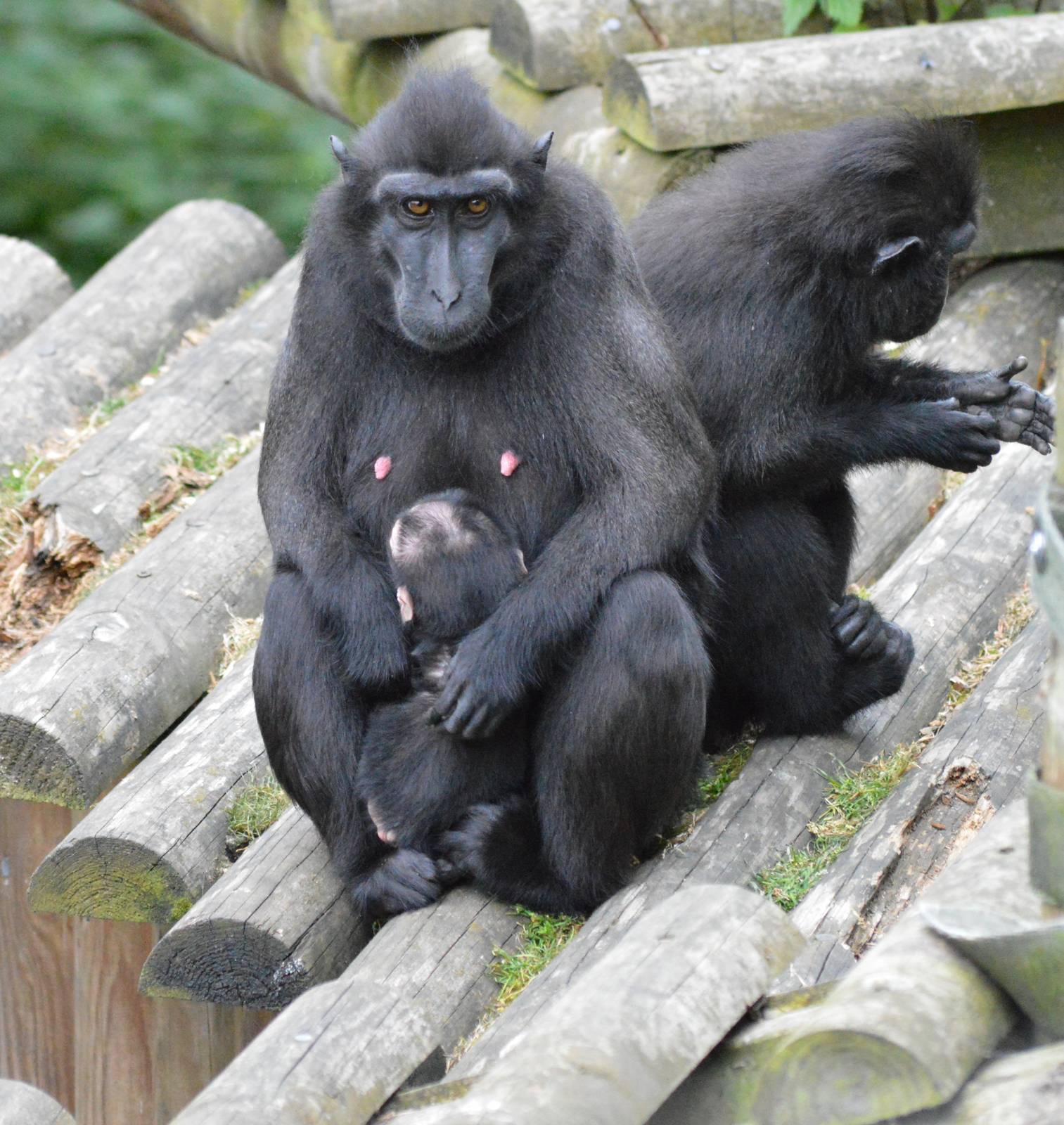 Sulawesi crested macaques