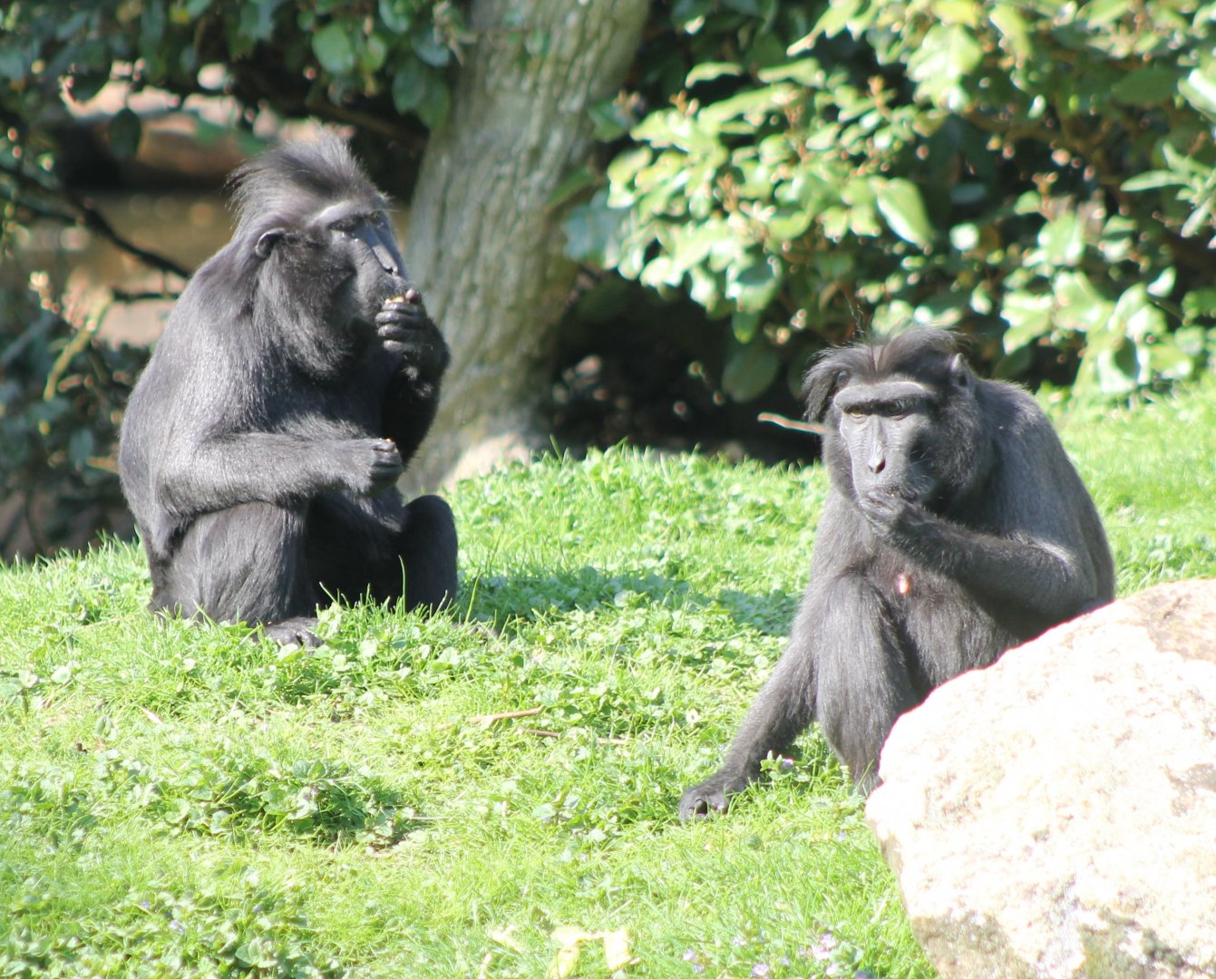 Sulawesi crested macaques