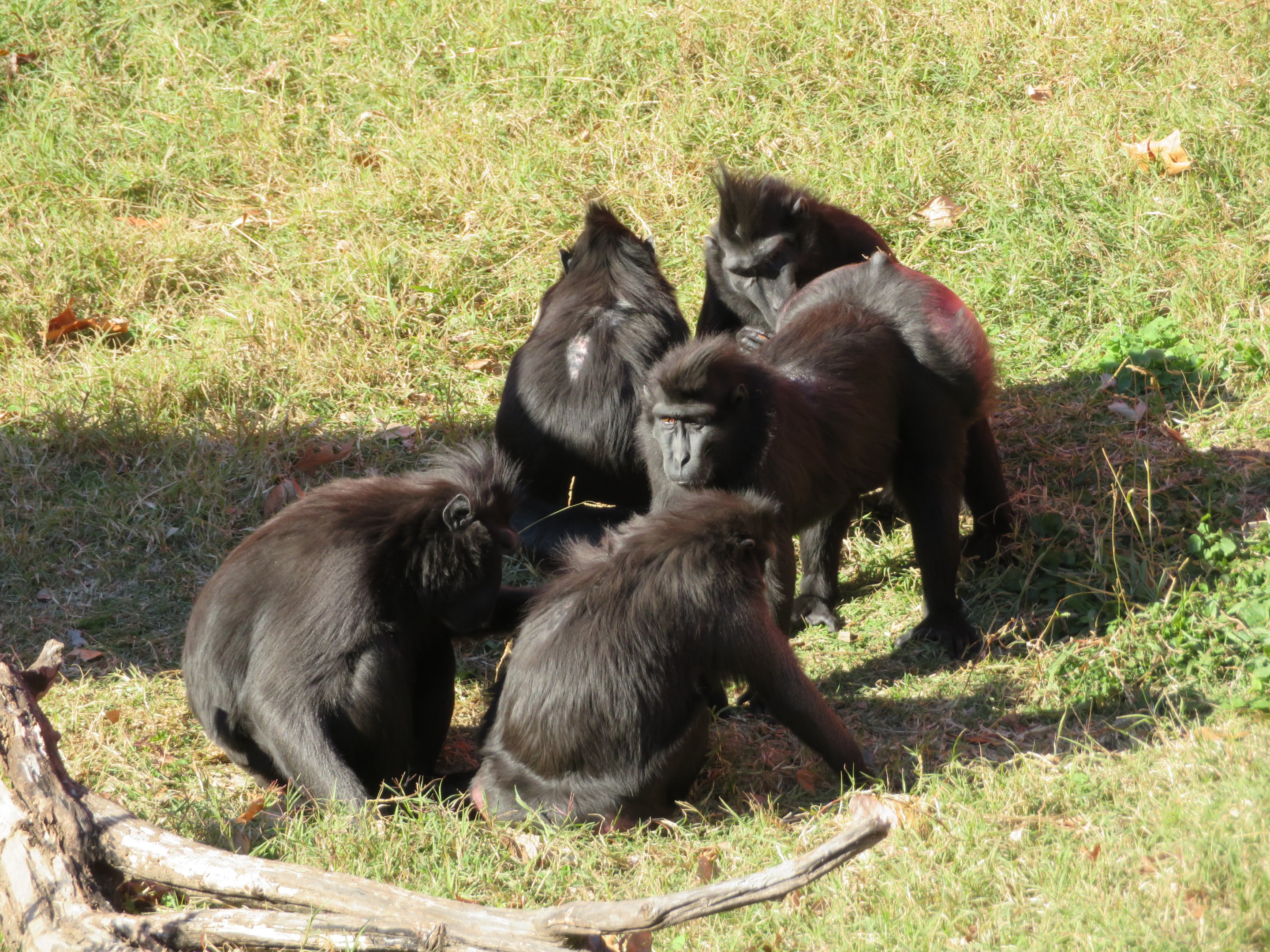 Sulawesi Crested Macaques