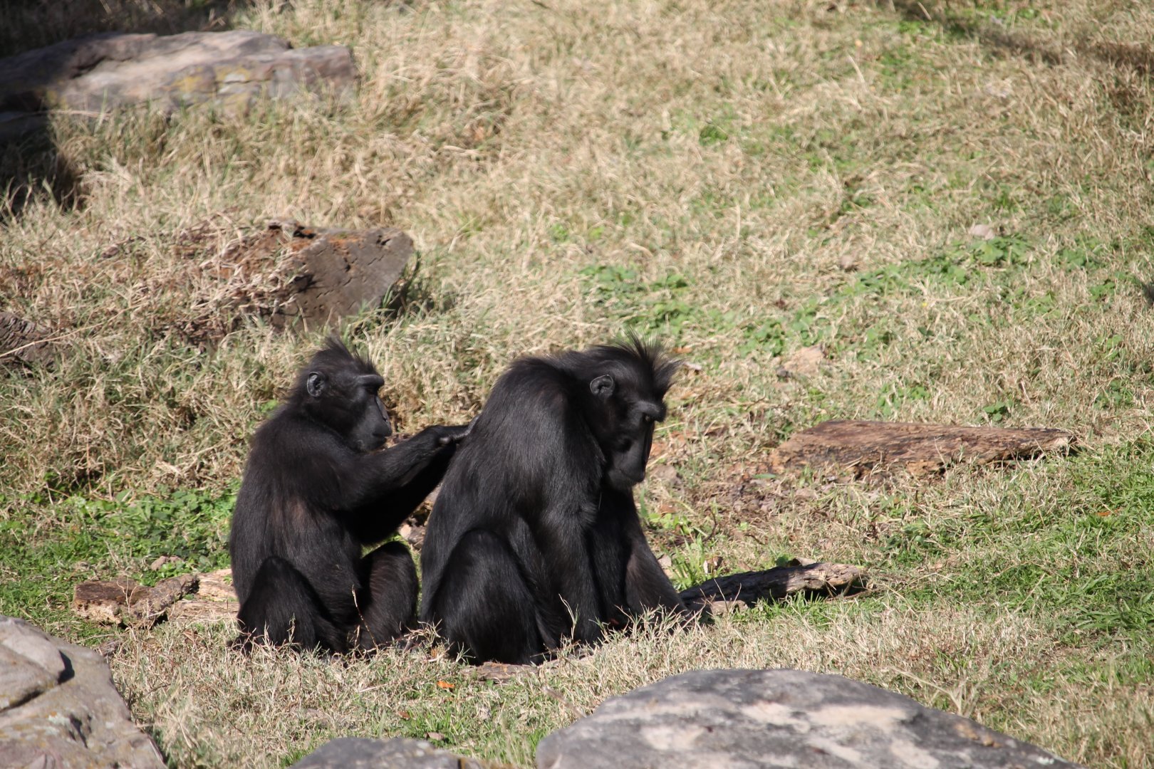 Sulawesi Crested Macaques