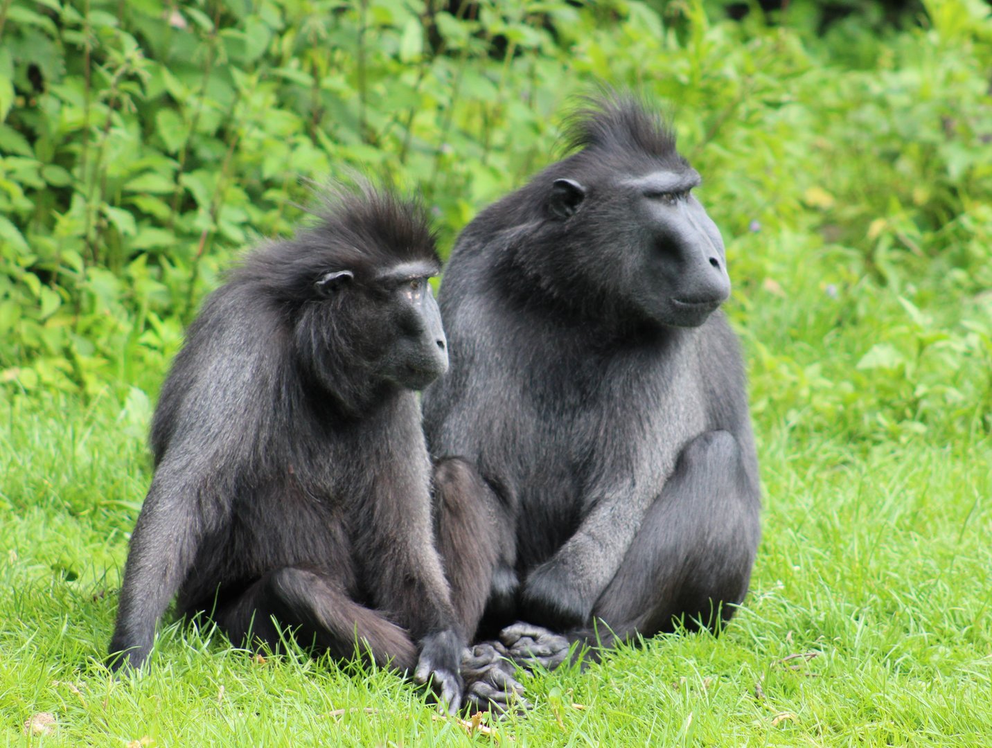Sulawesi crested macaques