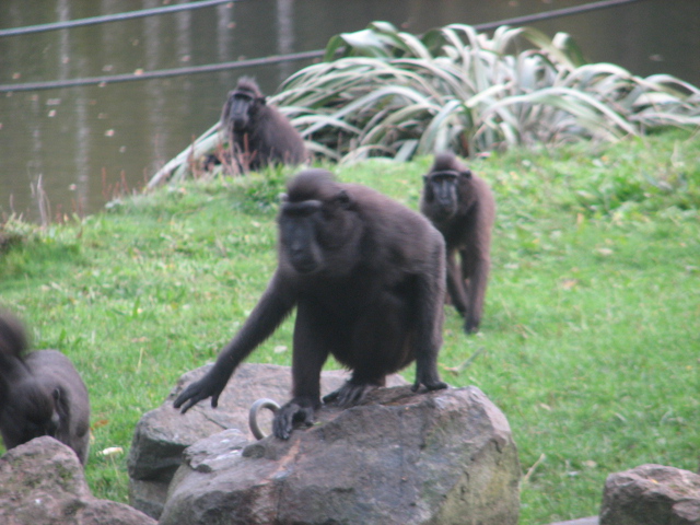 Sulawesi crested macaques