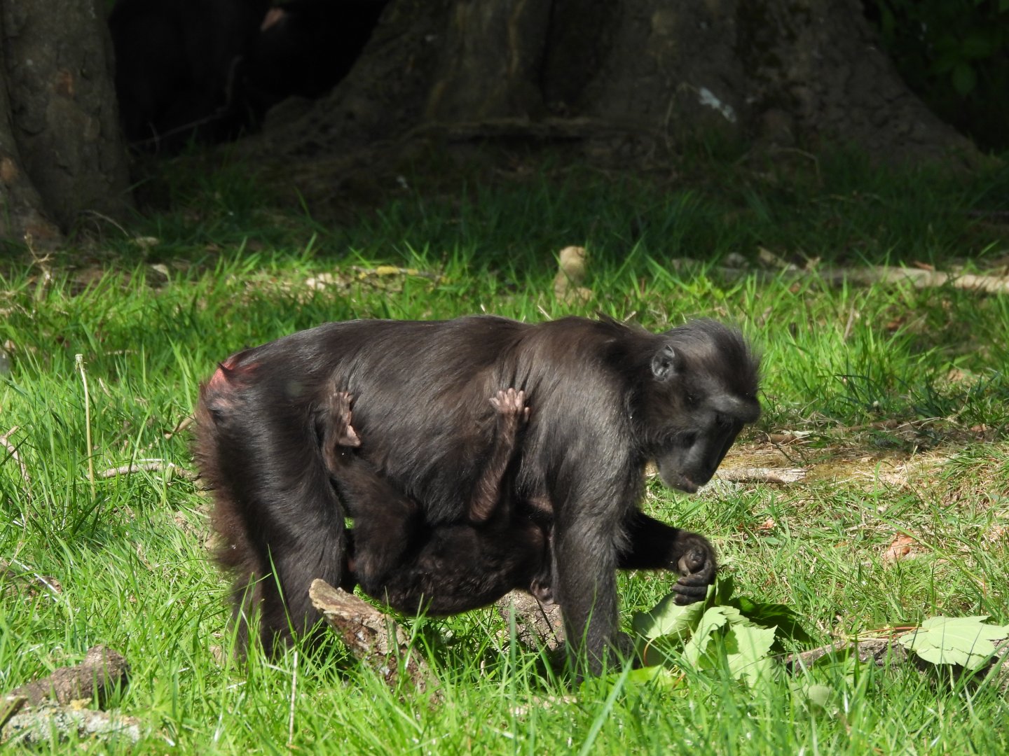Sulawesi Crested Macque & Baby