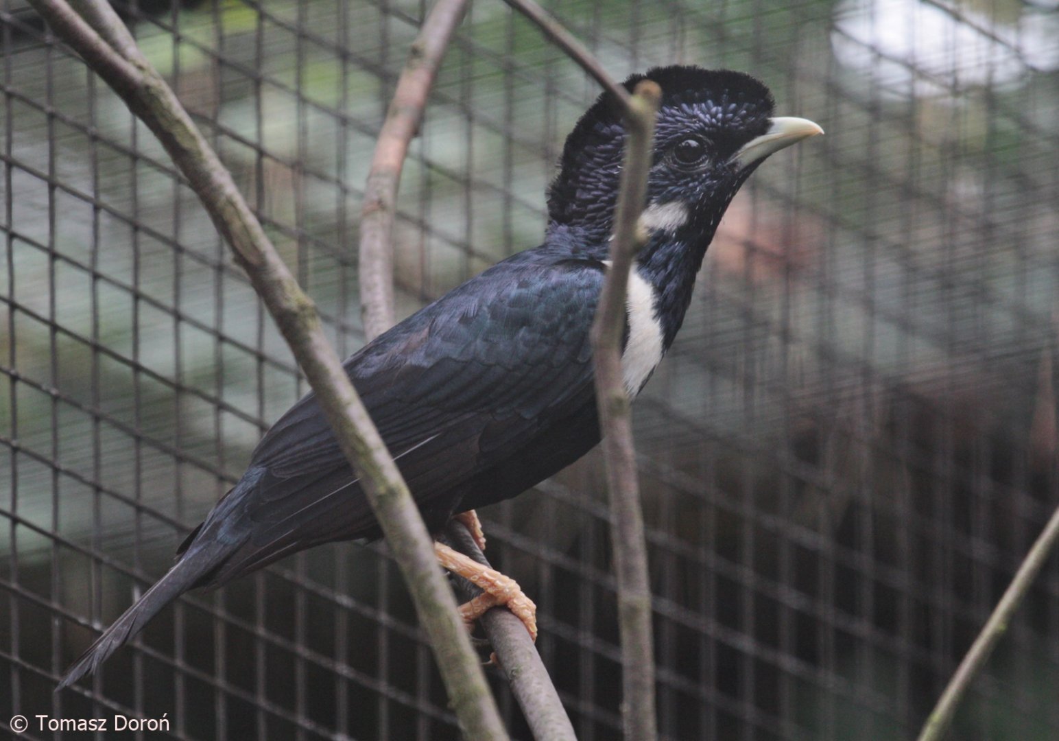 Sulawesi Crested Myna (Basilornis celebensis), September 2021