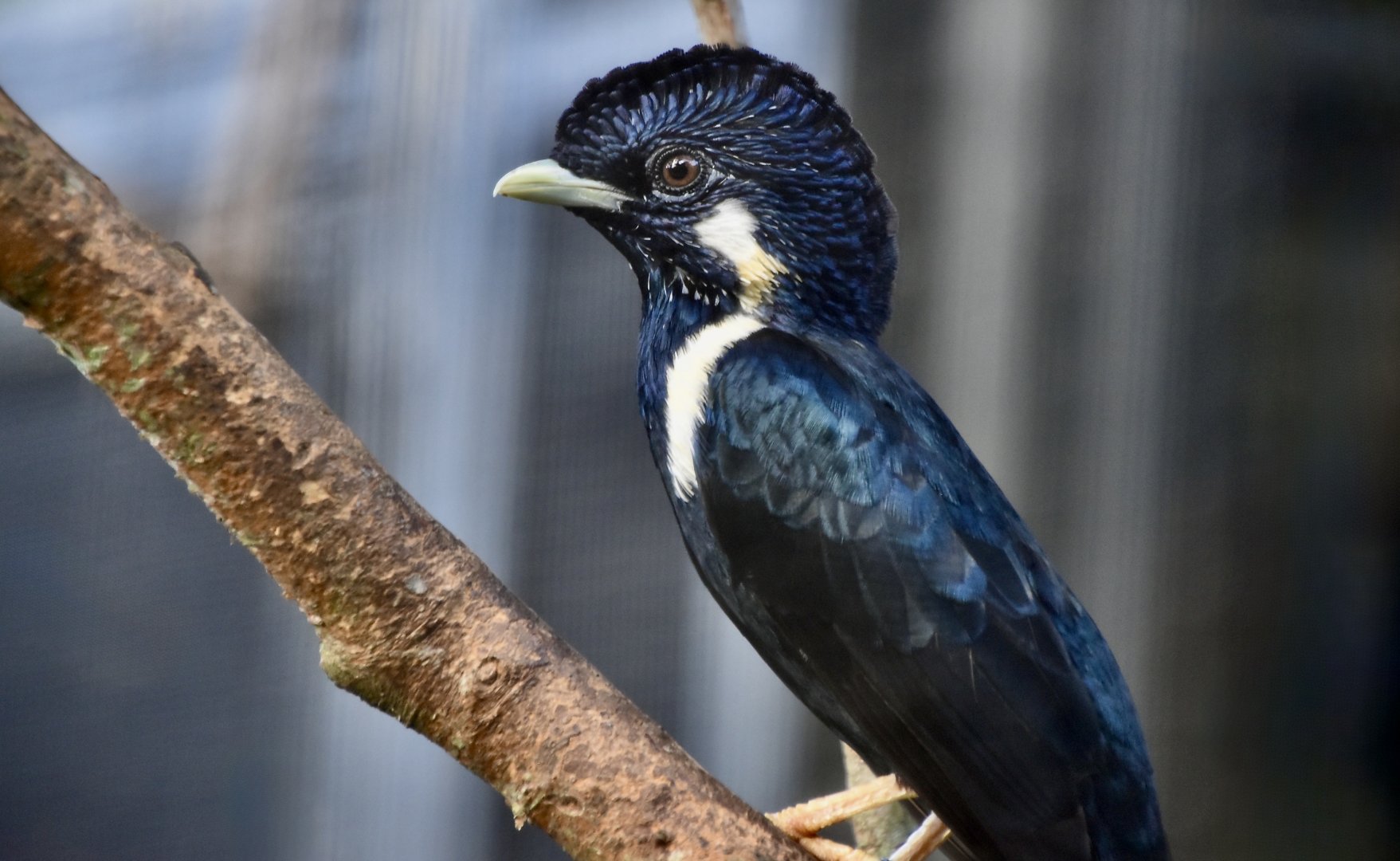 Sulawesi Crested Myna (Basilornis celebensis)
