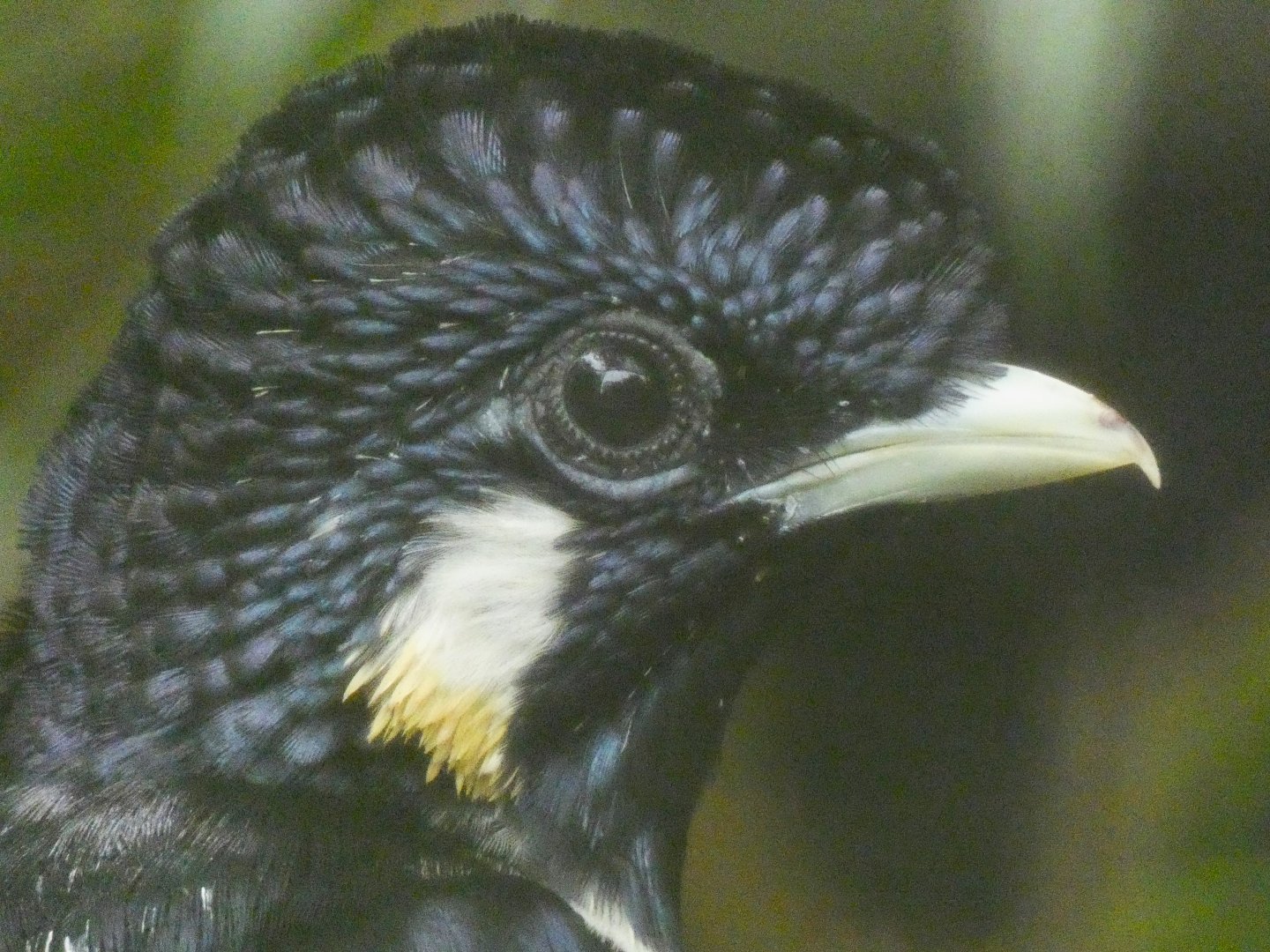 Sulawesi crested myna