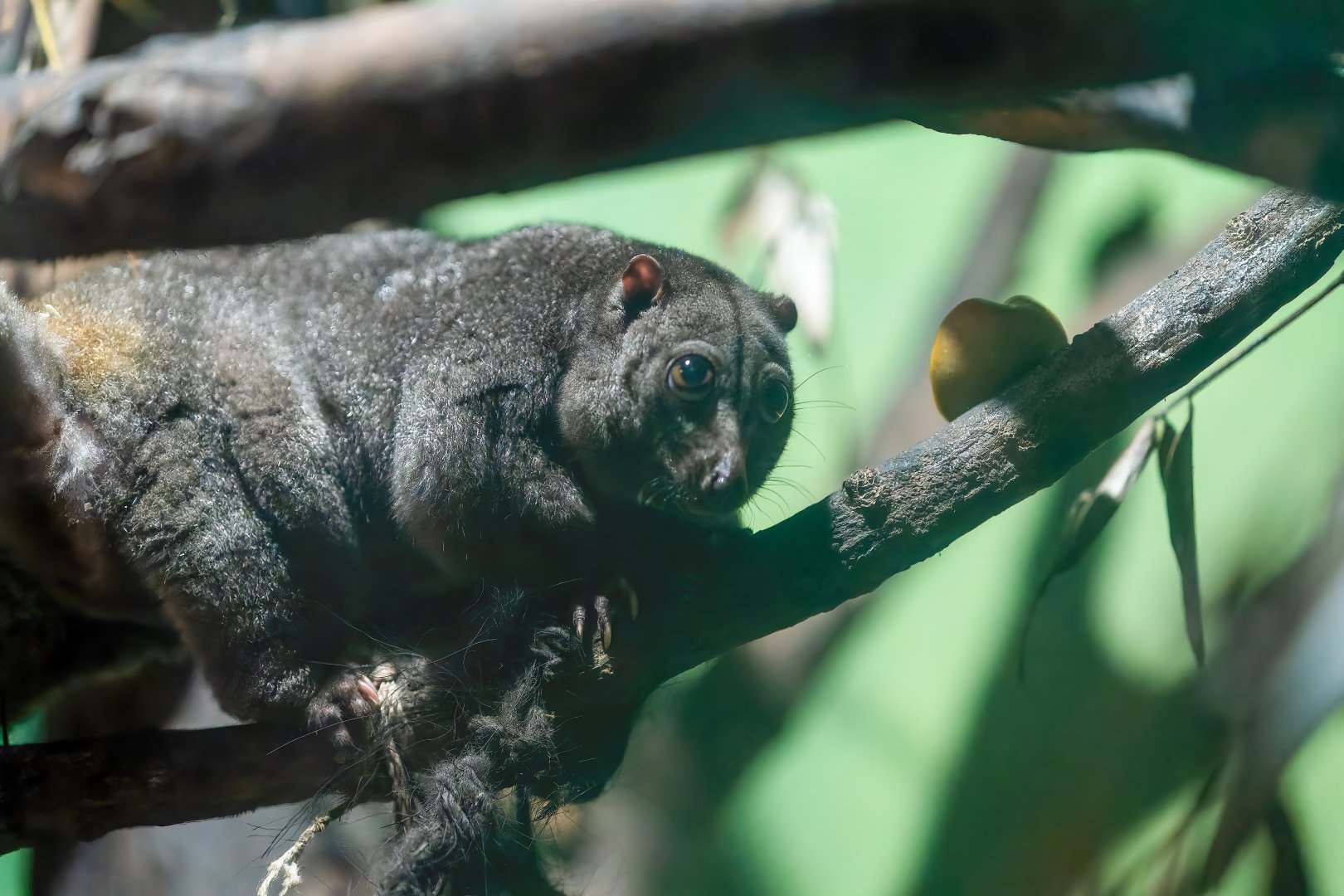 Sulawesi Dwarf Cuscus  - Strigocuscus celebensis - Reptile & Nocturnal Tunnel
