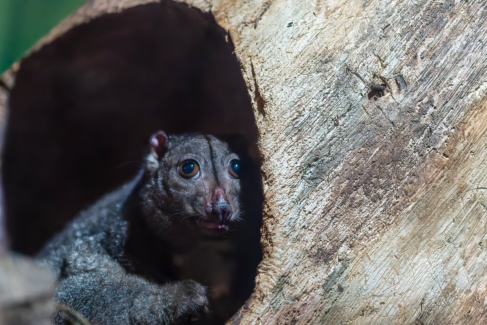 Sulawesi Dwarf Cuscus - Strigocuscus celebensis - Reptile & Nocturnal Tunnel