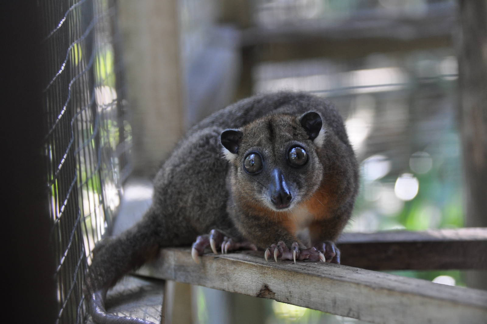 Sulawesi dwarf cuscus / Strigocuscus celebensis