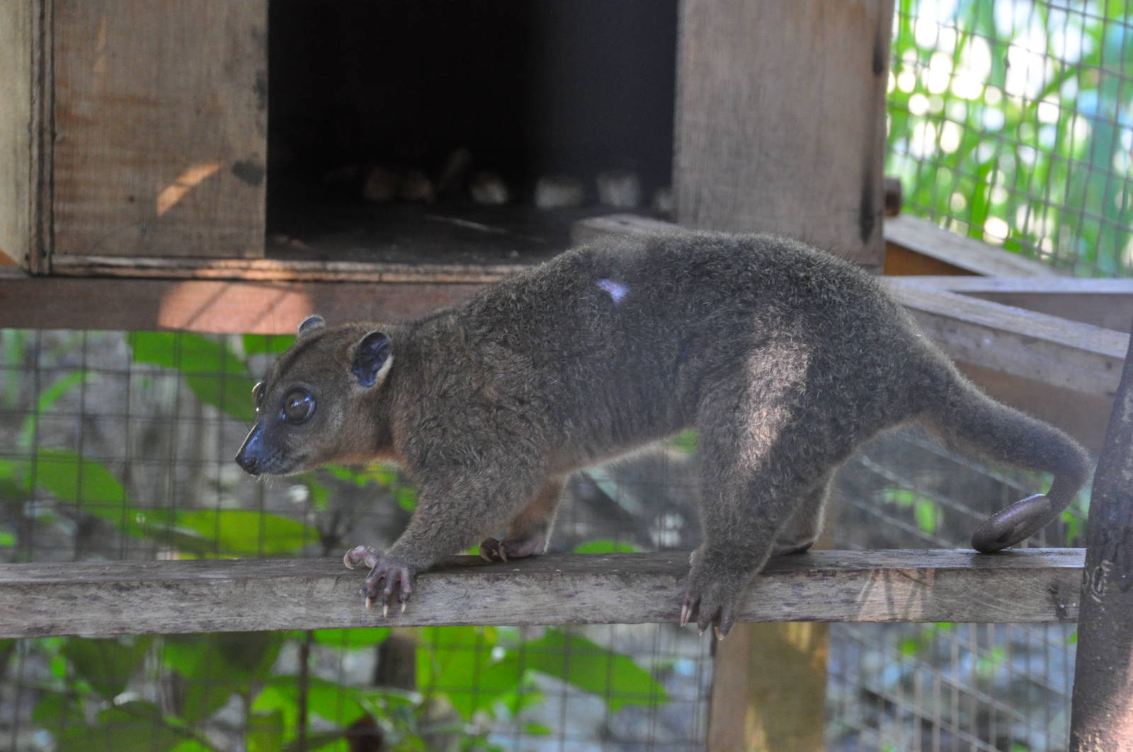Sulawesi dwarf cuscus / Strigocuscus celebensis