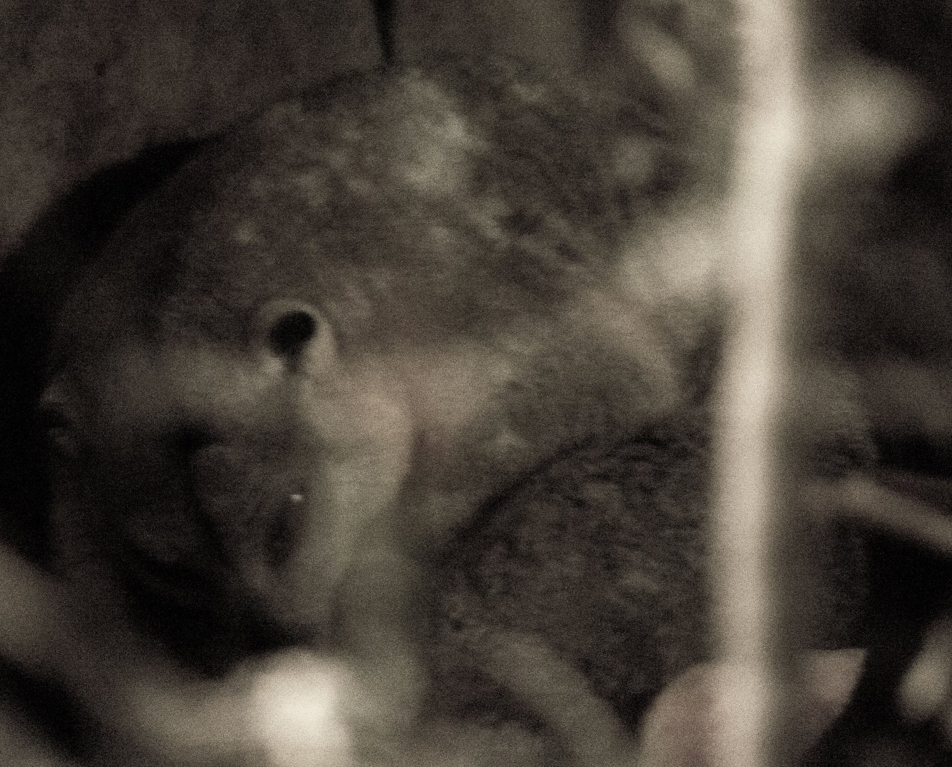 Sulawesi dwarf cuscus, Strigocuscus celebensis