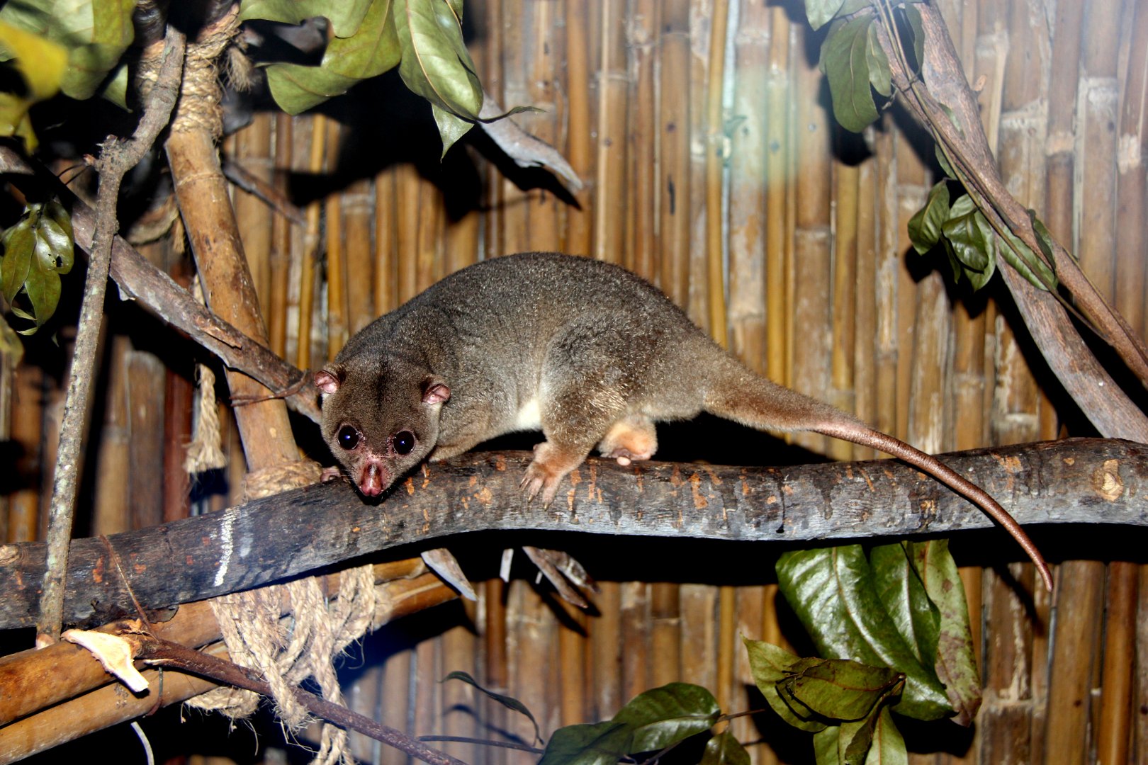 Sulawesi dwarf cuscus (Strigocuscus celebensis)