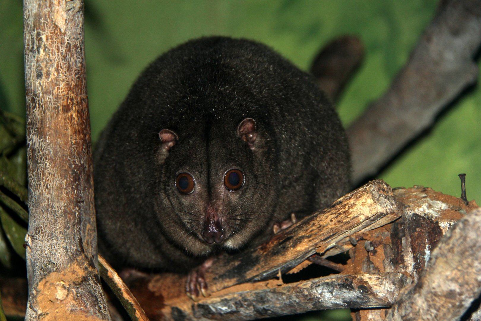 Sulawesi dwarf cuscus (Strigocuscus celebensis)