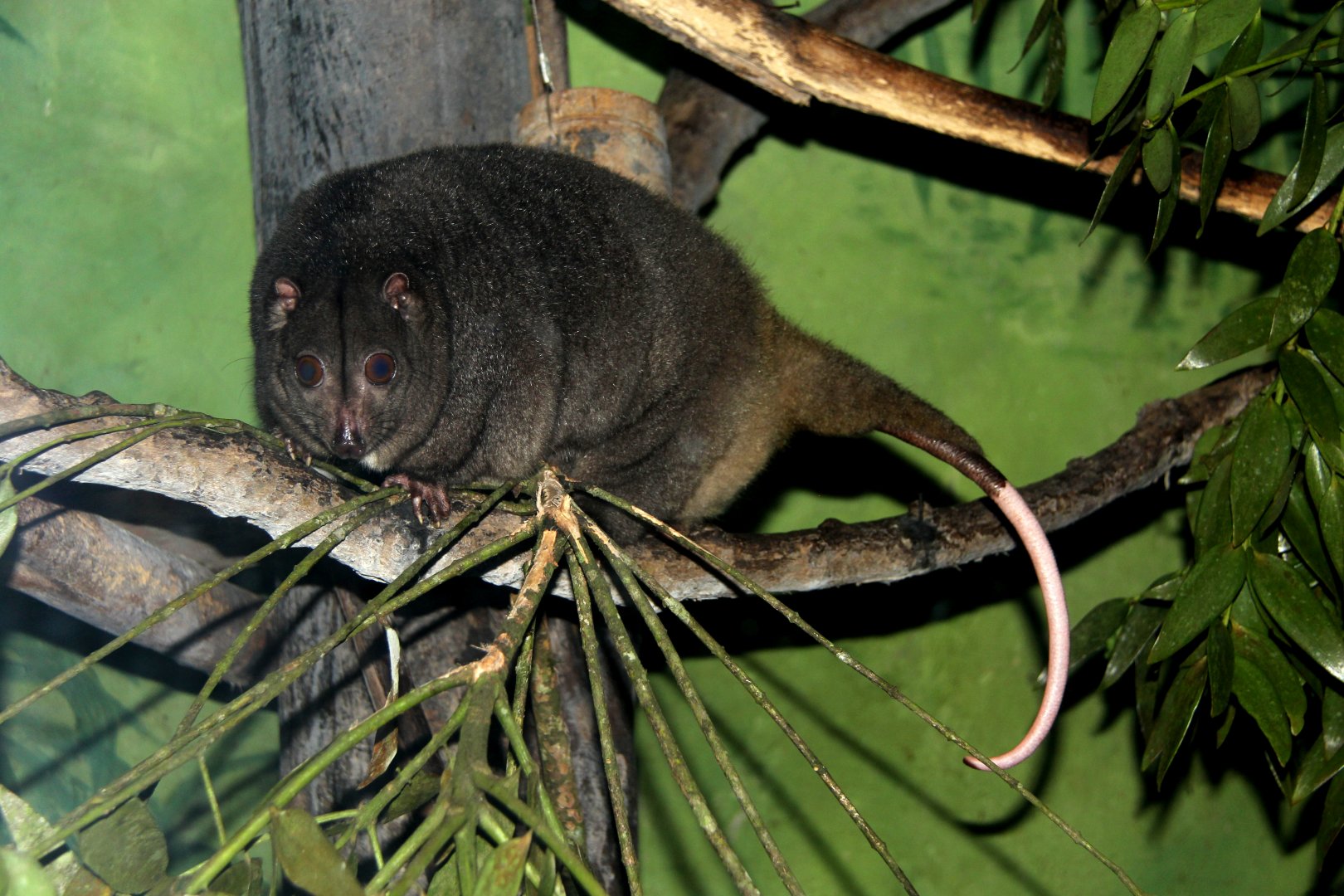 Sulawesi dwarf cuscus (Strigocuscus celebensis)