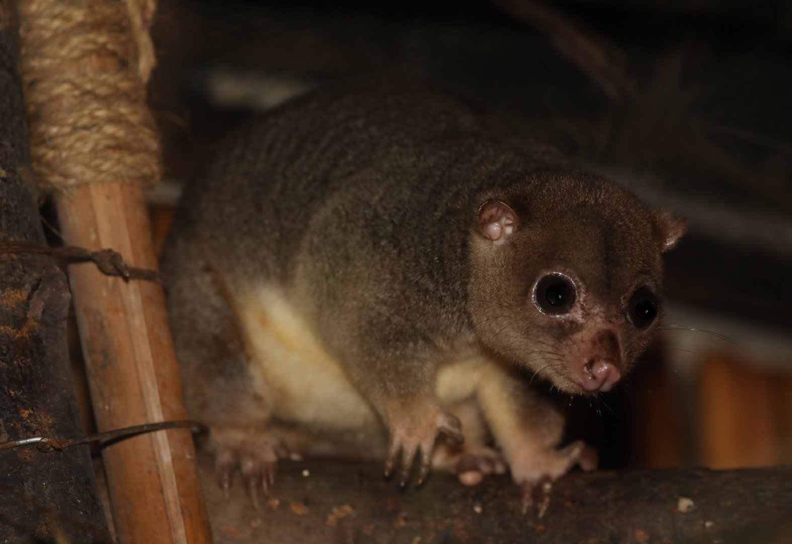Sulawesi dwarf cuscus (Strigocuscus celebensis)