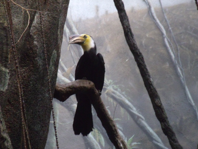 Sulawesi Dwarf Hornbill